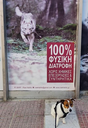 Barča v přirozeném prostředí