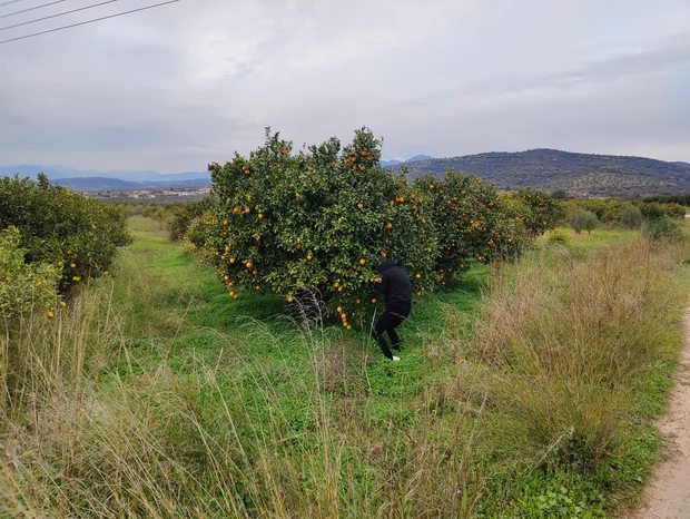 Místní padouch na lovu pomerančů